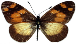 Voir collection virtuelle