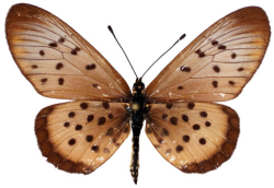 Voir collection virtuelle