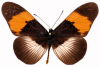 Cliquer