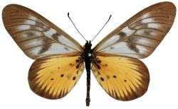 Voir collection virtuelle