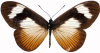 Cliquer
